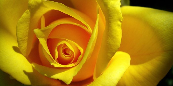 1600x1200 Yellow Rose Wallpapers High Quality | Download Free