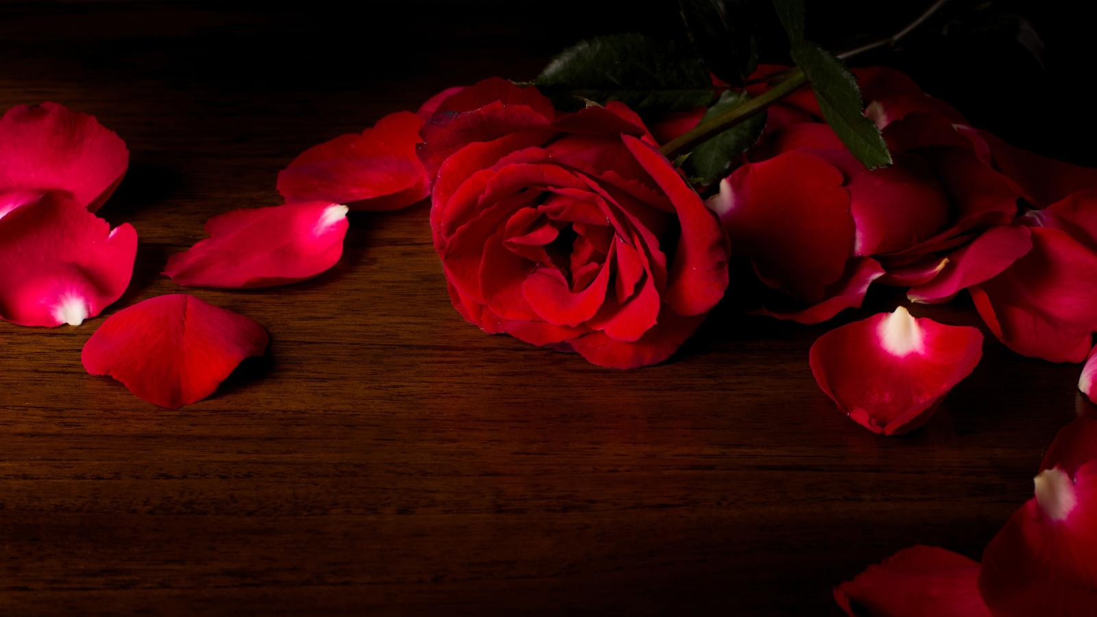 5120x2880 Original Resolution Popular - Red Rose Wallpaper Hd (#38717) - HD