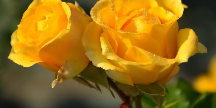 2880x1800 Yellow And Red Roses Wallpaper - George's Blog