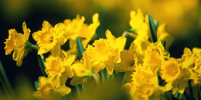 1920x1080 Yellow Flower Wallpaper (50+ images) on Genchi.info