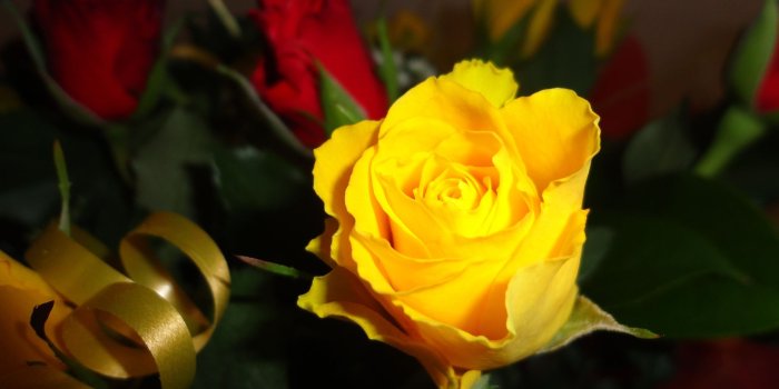 1920x1080 Yellow Flowers Wallpapers Images Photos Pictures Backgrounds