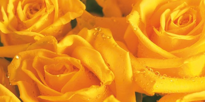 1280x800 Yellow Flower Wallpaper (50+ images) on Genchi.info