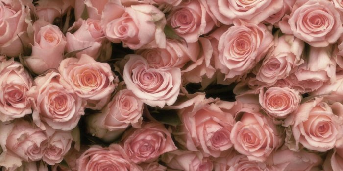 1920x1080 Marie C on Aesthetics | Rose wallpaper, Pink roses, Pastel roses