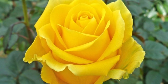 1024x768 Hdq Beautiful Yellow Rose Images & Wallpapers (#498601) - HD
