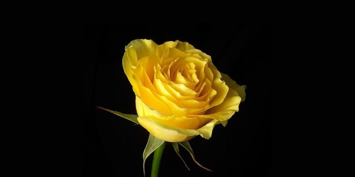1920x1080 35+ Yellow Rose Wallpapers - Download at WallpaperBro
