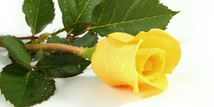 1024x768 Yellow Rose Backgrounds