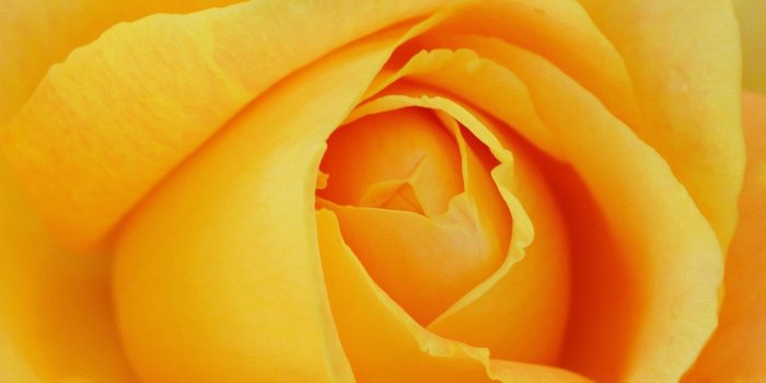 2560x1440 Yellow Rose Background ·① WallpaperTag