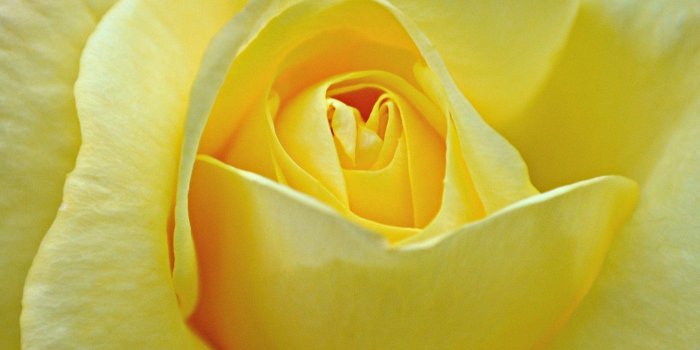 1920x1080 Yellow Rose Wallpapers
