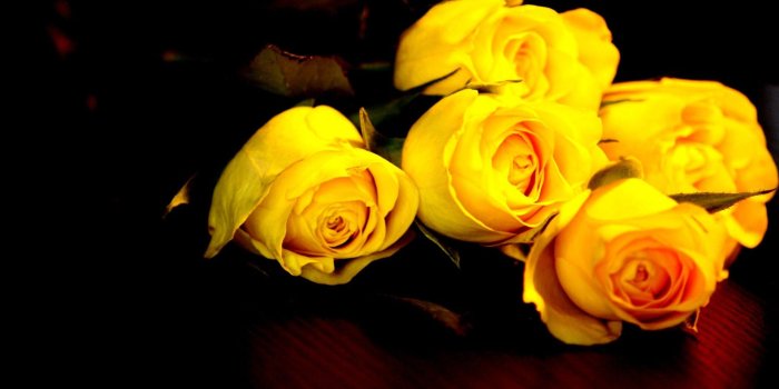 1920x1080 67+] Yellow Rose Background on WallpaperSafari