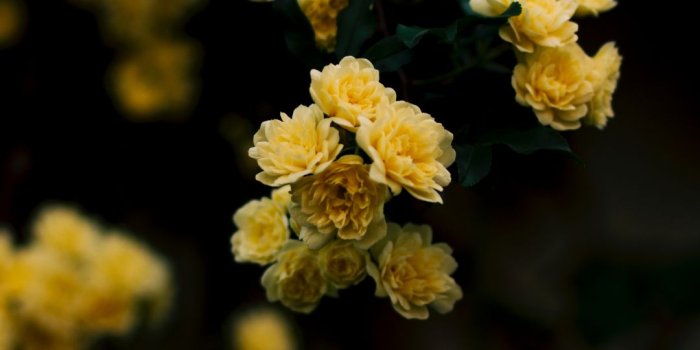1080x1920 Yellow, Rose Iphone Wallpaper - Yellow Rose Wallpaper For Mobile