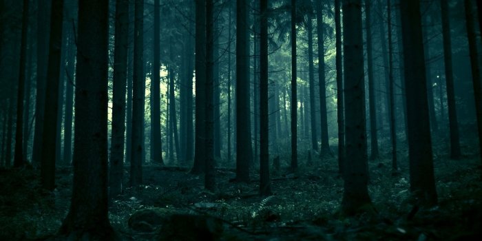 1920x1080 Brandy Napier on beautiful and relaxing scenes | Forest