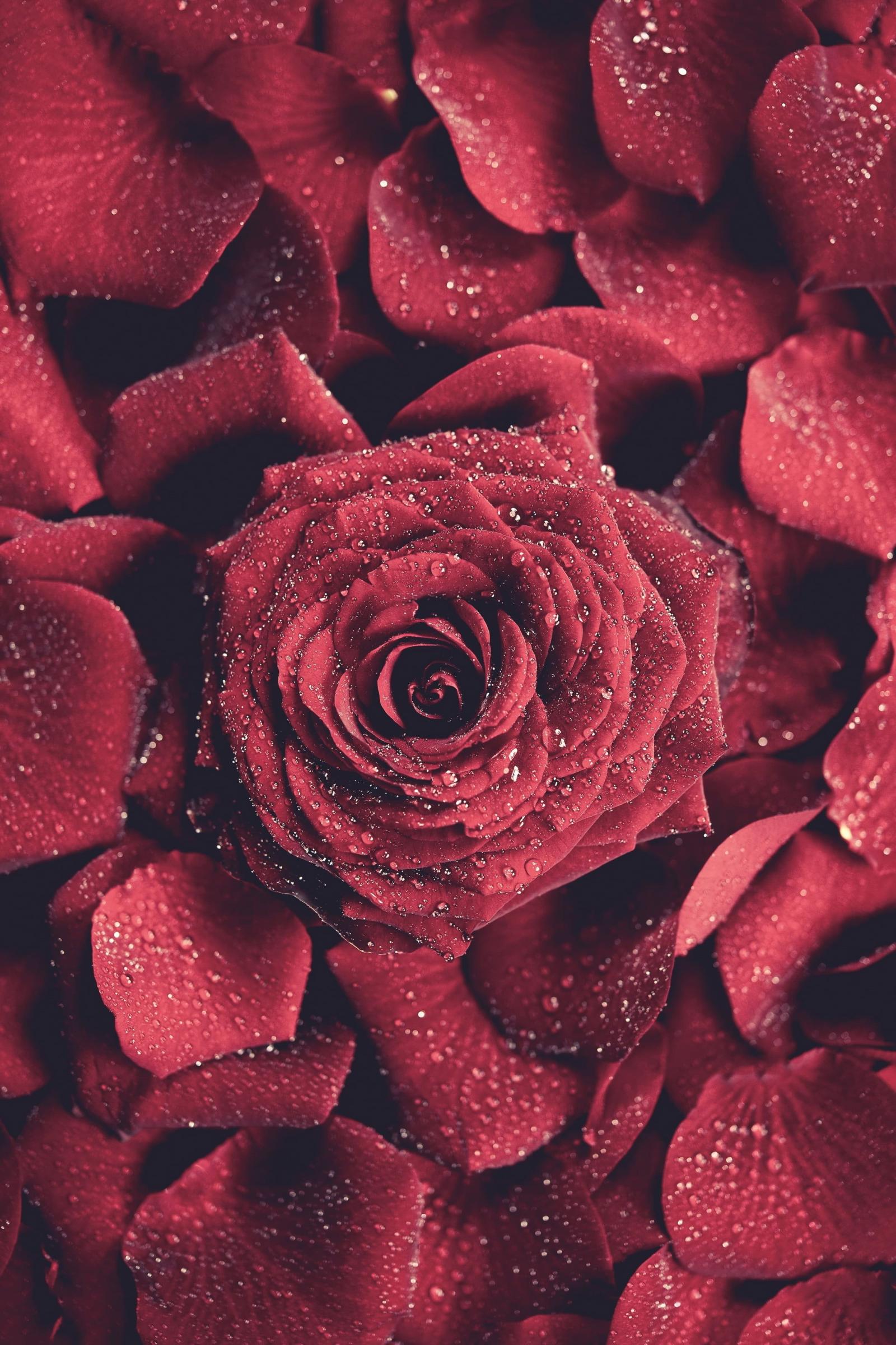 2133x3200 Red rose, red flowers, water drops, portrait display, rose HD