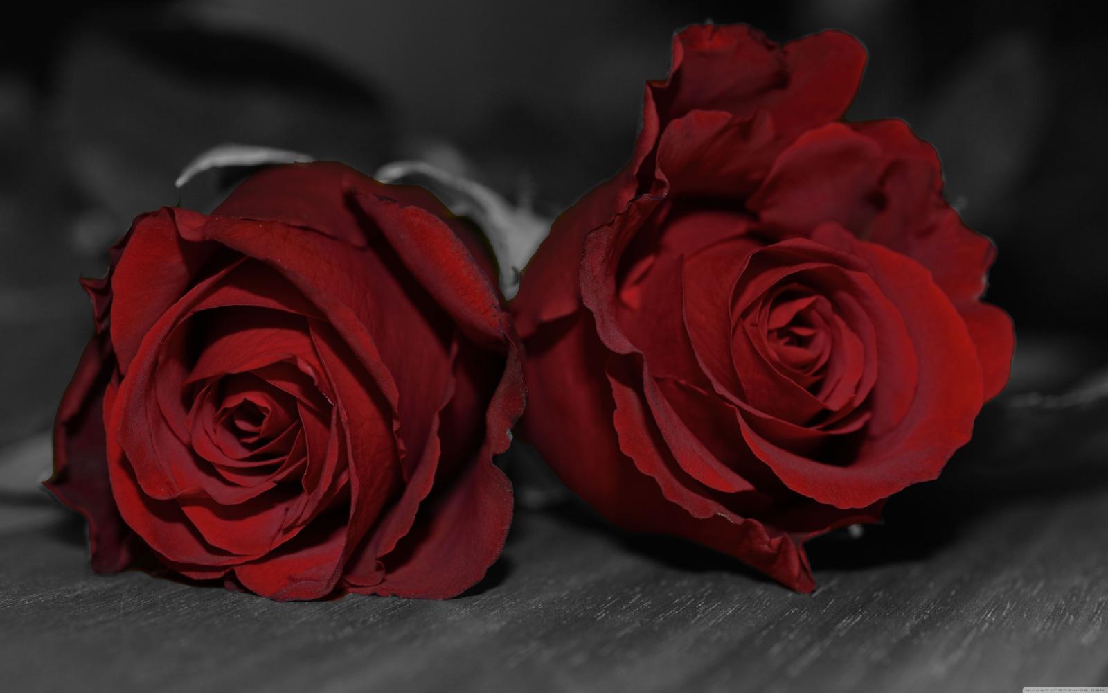 5120x3200 Dark Red Roses ❤ 4K HD Desktop Wallpaper for 4K Ultra HD TV • Wide