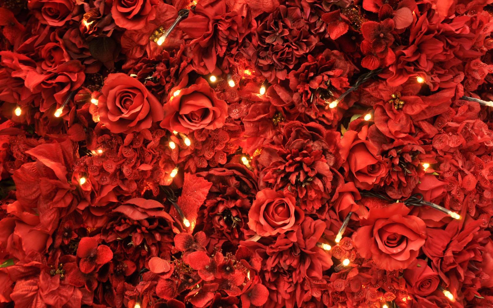 2560x1600 Red Roses Lights Wallpapers | HD Wallpapers | ID #12140