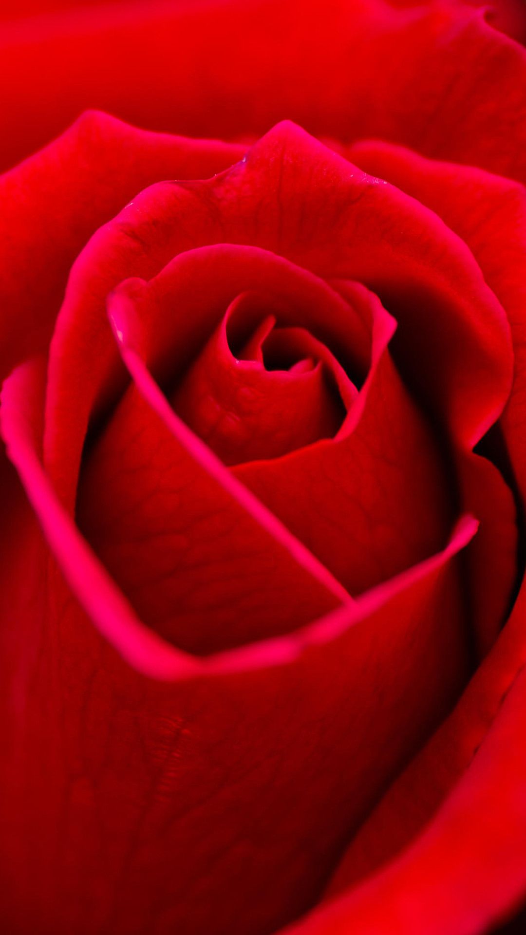 1080x1920 68+ Red Rose Wallpapers on WallpaperPlay