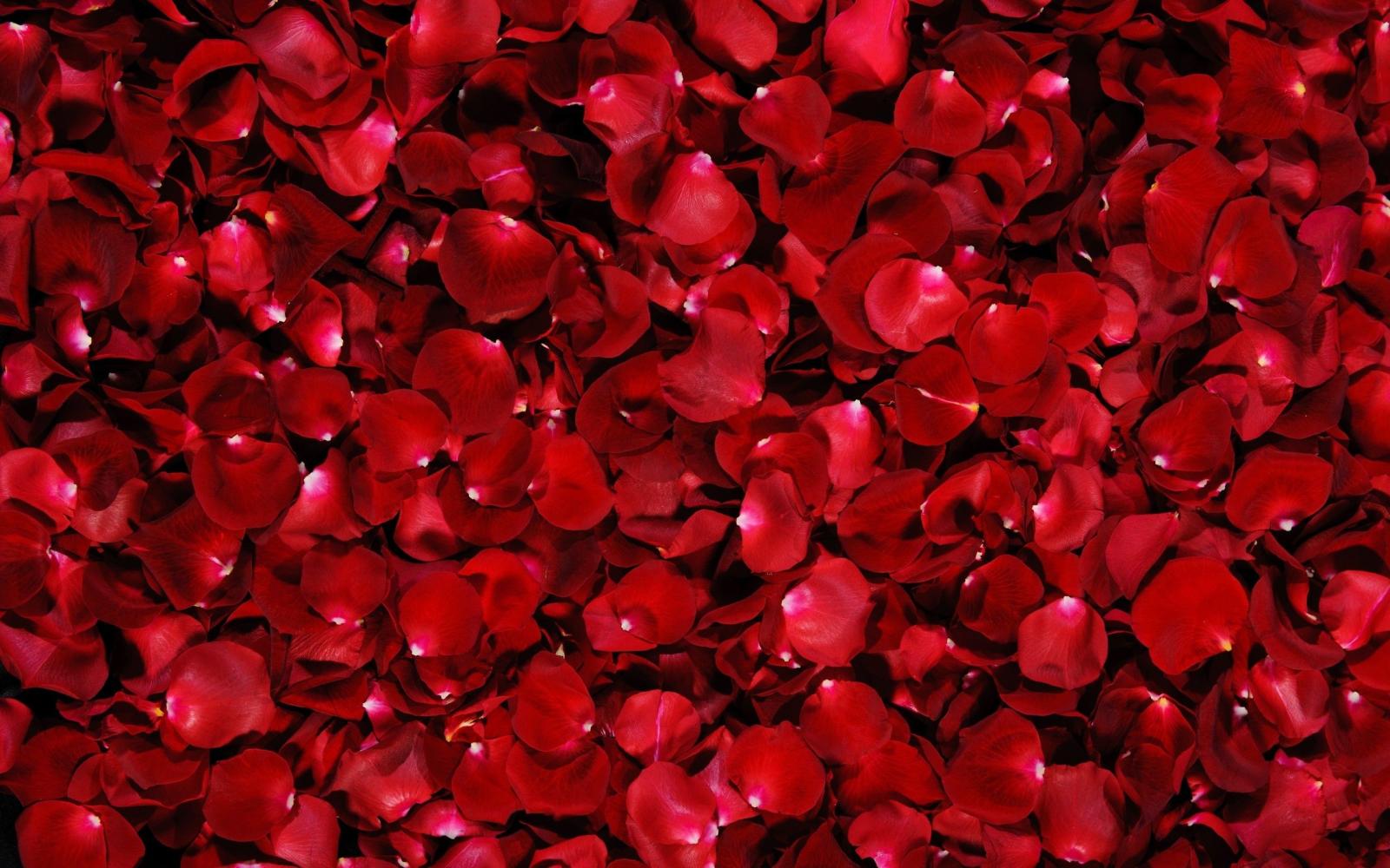 2560x1600 Dark Red Roses Wallpaper (59+ images)