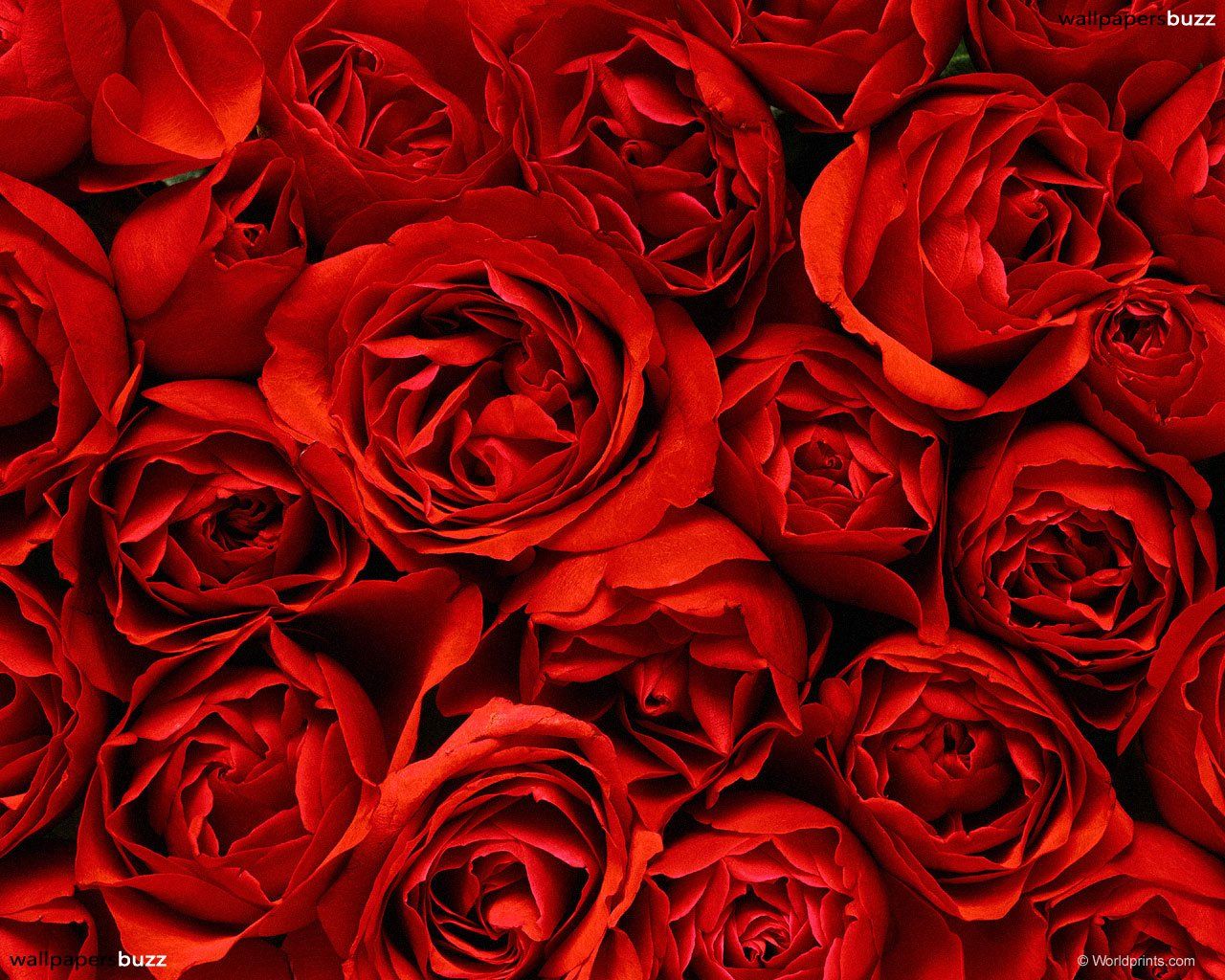 1280x1024 Red Rose Wallpaper (46+ images) on Genchi.info