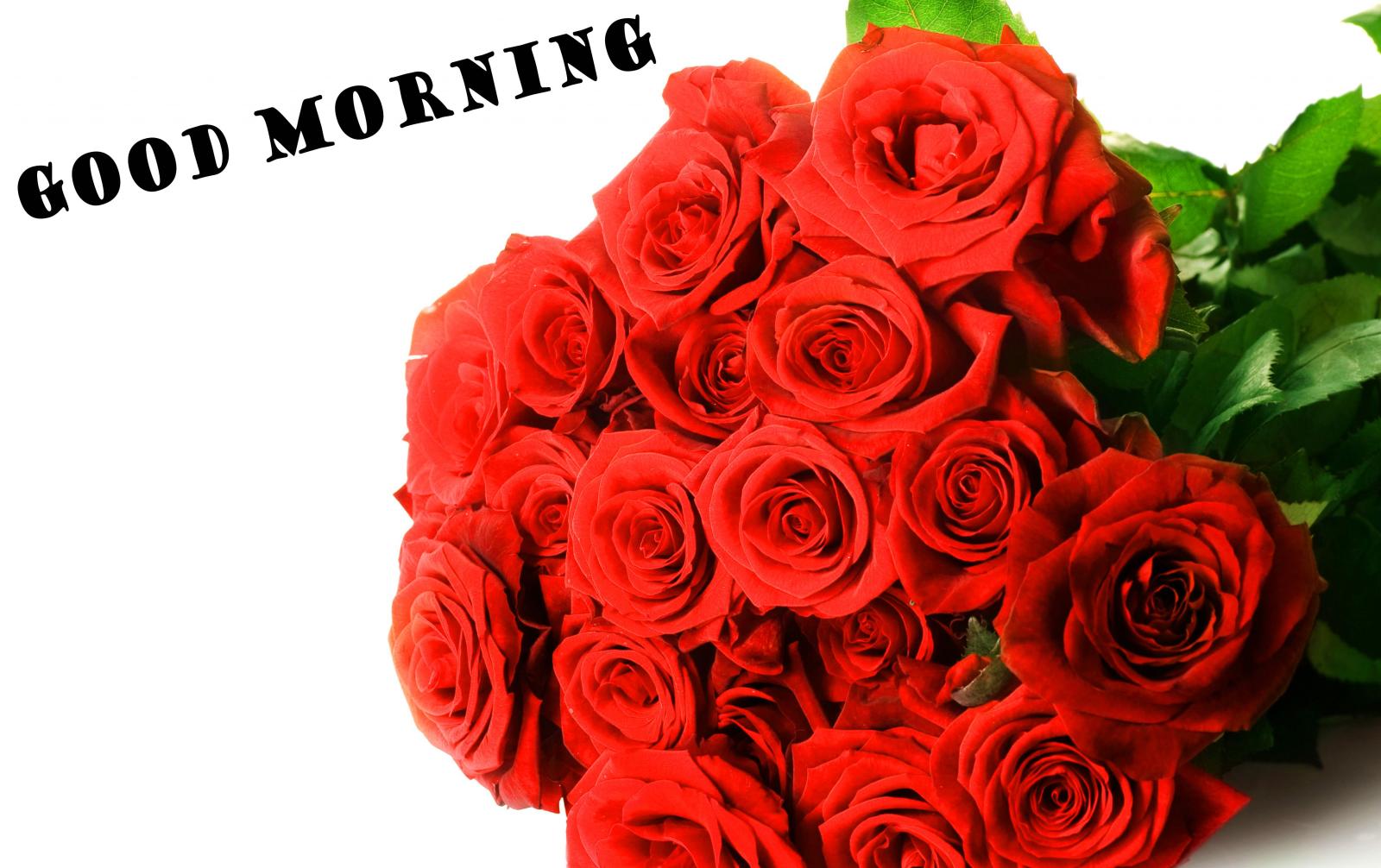 4576x2880 472+ Good morning red rose images Wallpaper Pics for girlfriend & Wife