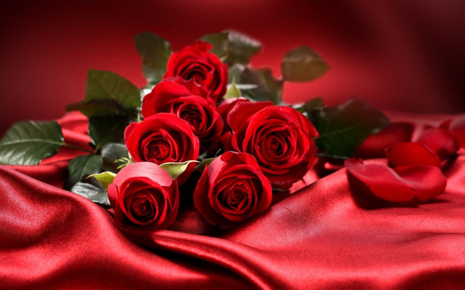1920x1200 Lovely Rose Hd Wallpaper (60+) - HD Nice Wallpapers