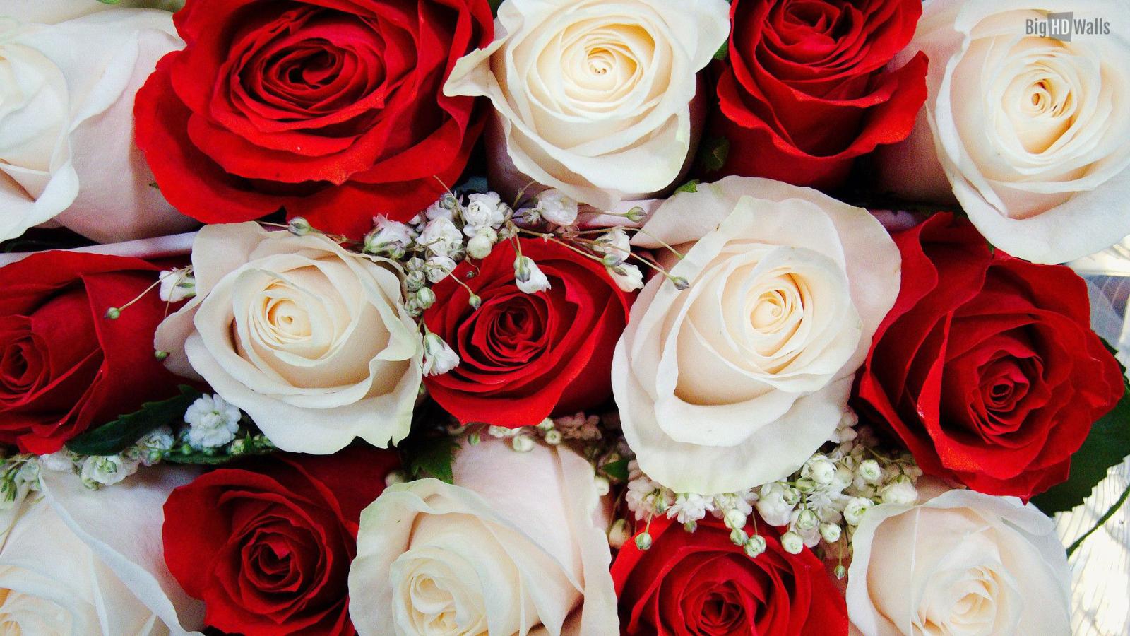 1920x1080 Red Roses Wallpapers for Desktop (63+ background pictures)