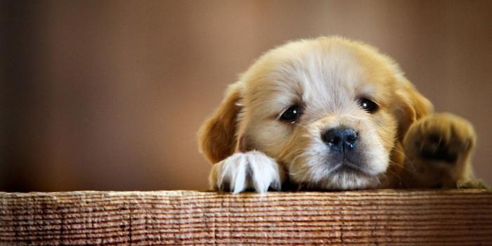 1440x900 Puppy - Dogs Wallpaper (34212464) - Fanpop