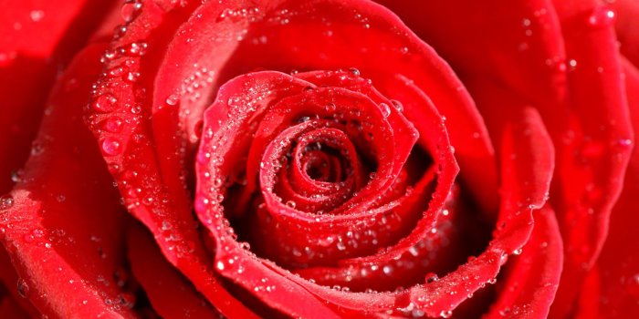 1920x1285 Rose Flowers Wallpaper (57+ images)