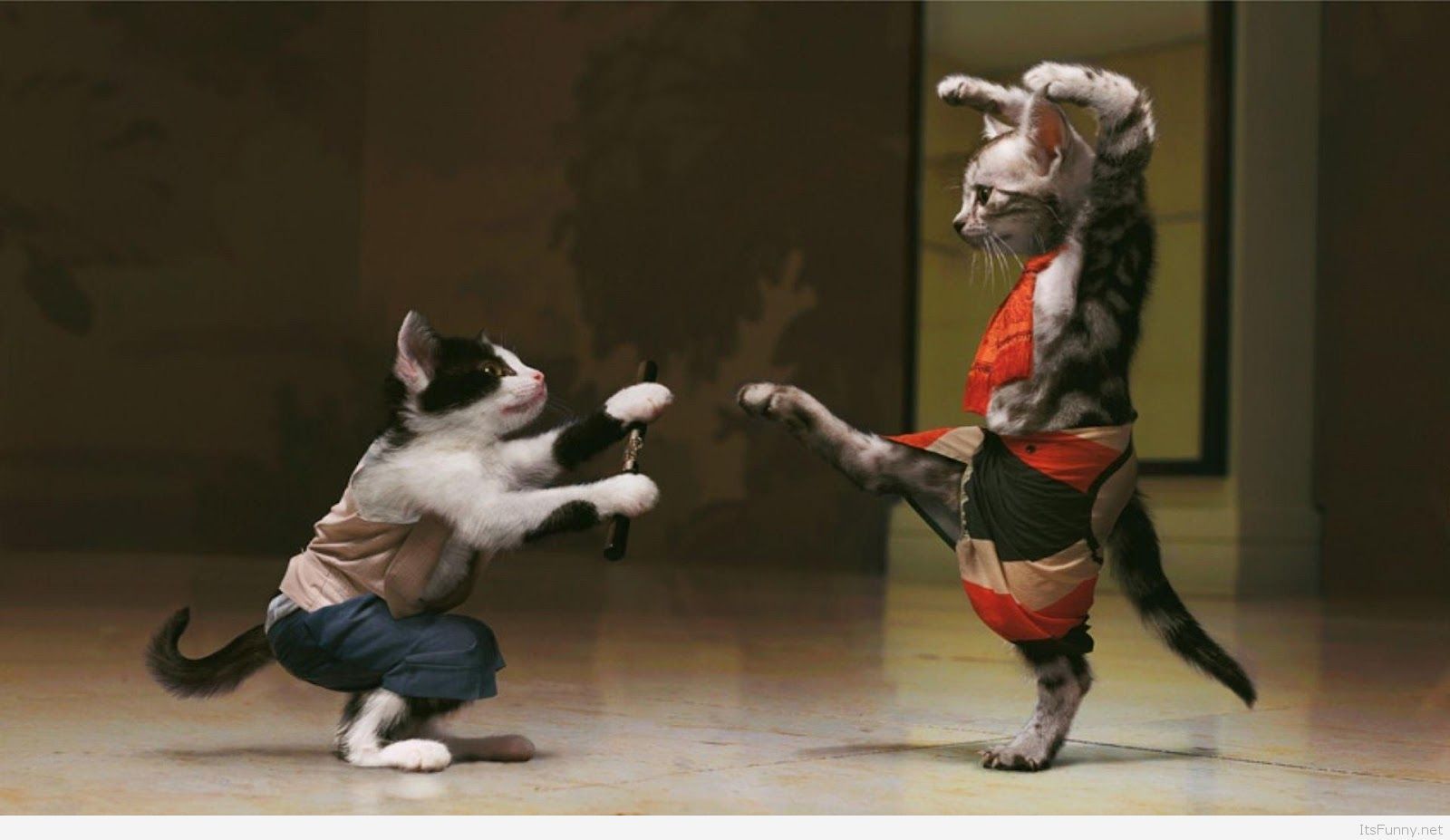 1600x927 Cute and Funny animals wallpapers