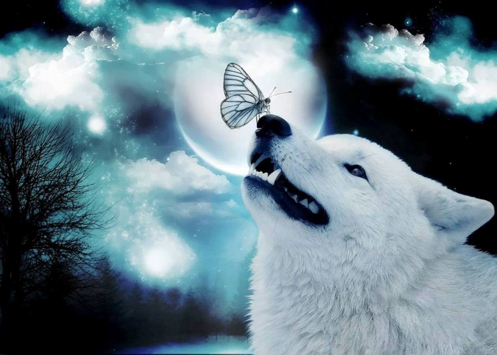 1597x1140 Funny Wallpapers, Cute Animals, Displar, Animal Wallpapers For Smart