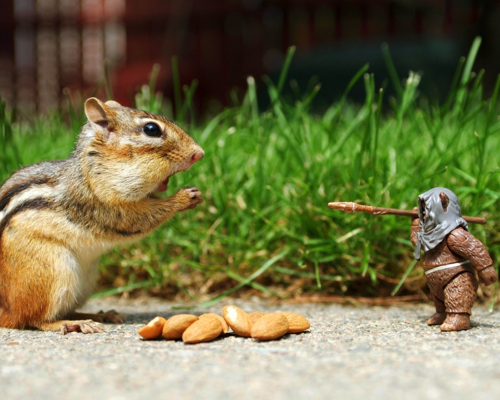 1600x1280 Details about Squirrel / Squirrels 8 x 10 GLOSSY Photo Picture IMAGE