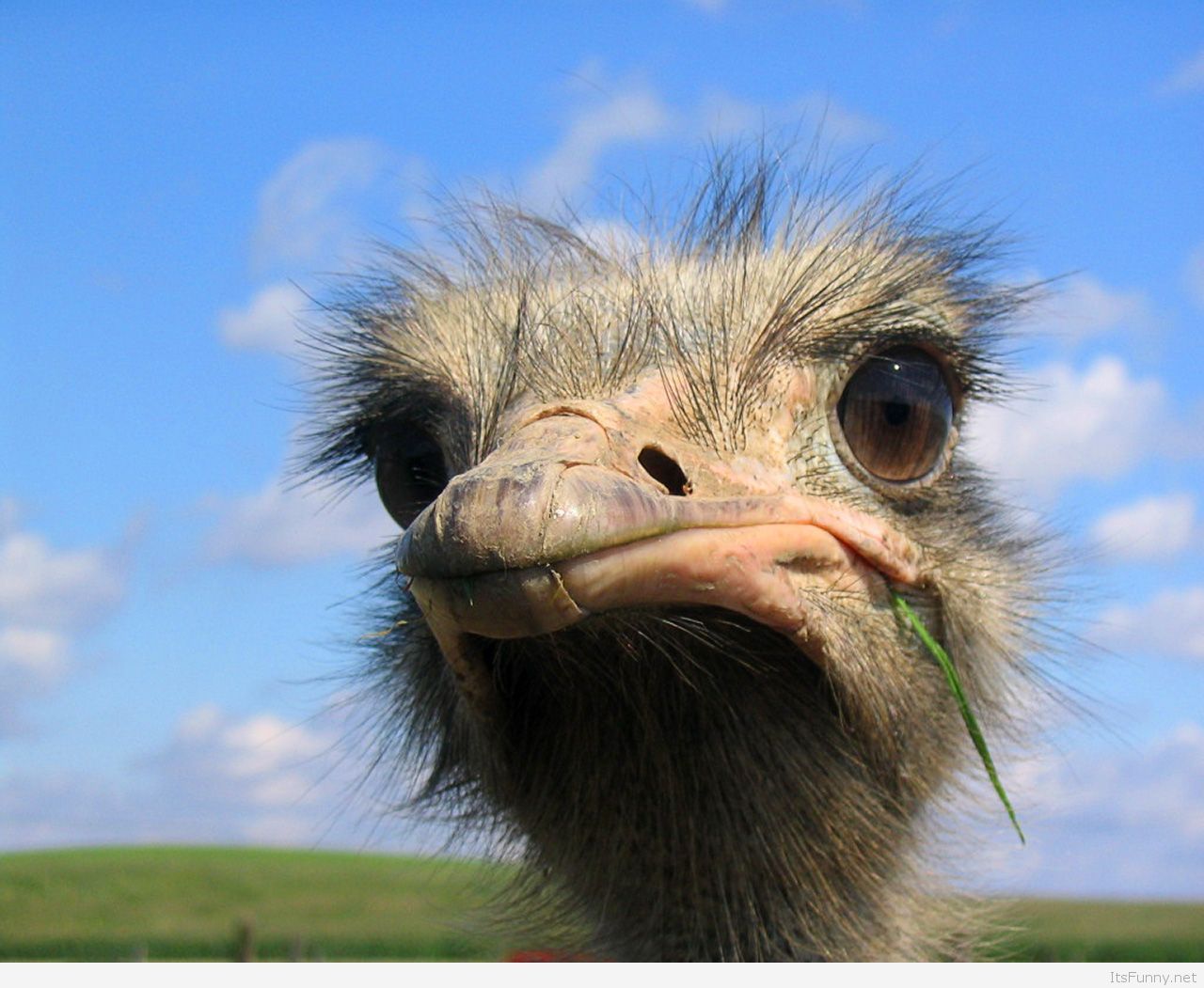 1280x1051 Funny Animal Pictures Wallpaper Cute And Funny Animals - Animals