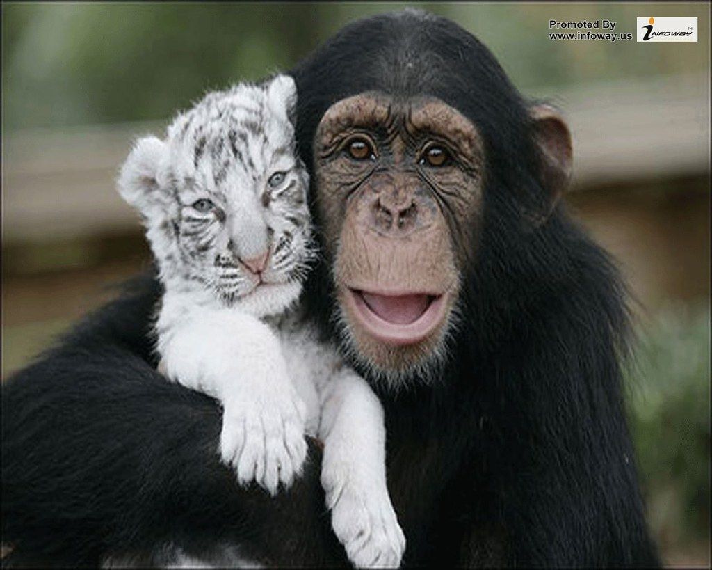 1024x819 cute animals with funny captions hd wallpapers | cute animal…