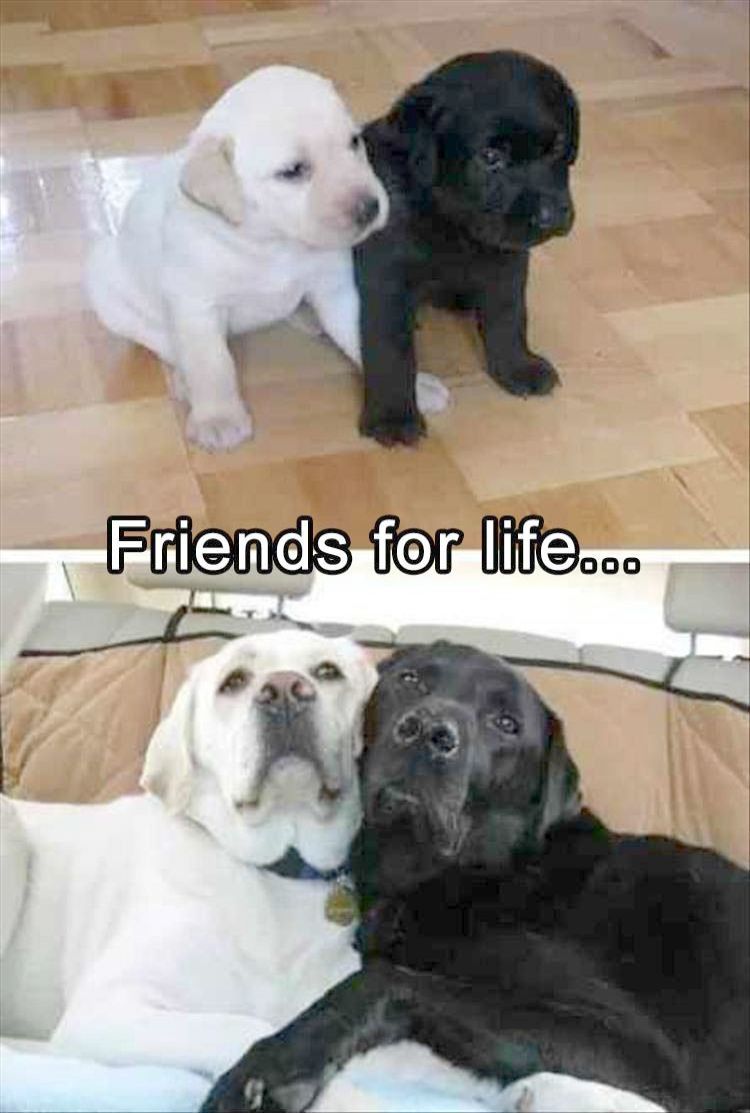 750x1113 Pin -> Cute Animals Wallpapers For Mobile - Memes Fofos De Amigos