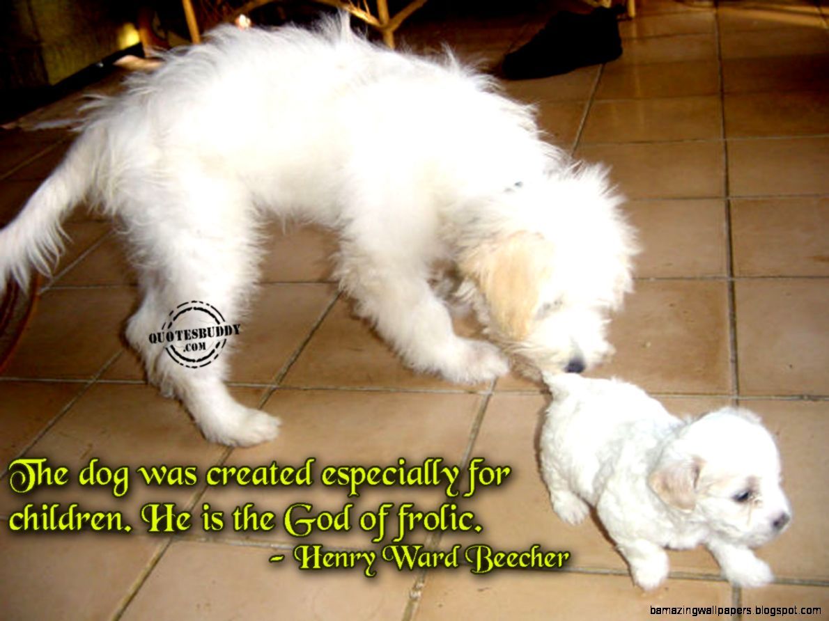 1190x892 Cute Animals Pictures With Funny Quotes | Amazing Wallpapers