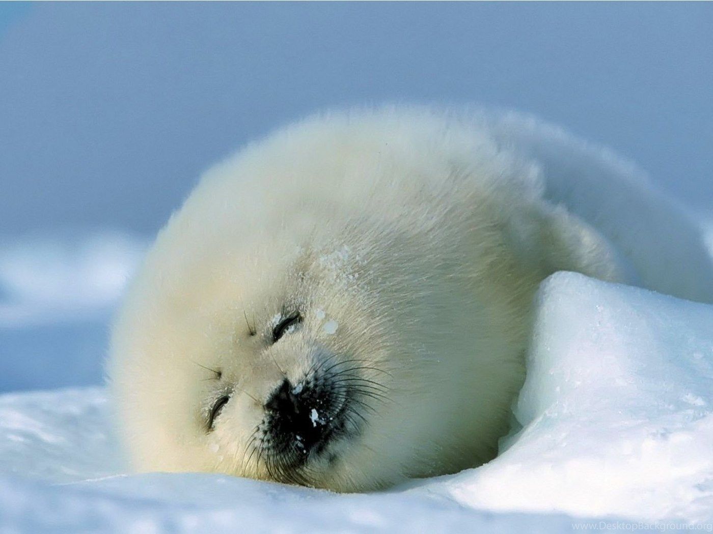 1400x1050 Funny Pictures Of Cute Animals Wallpapers HD Wide Desktop Background