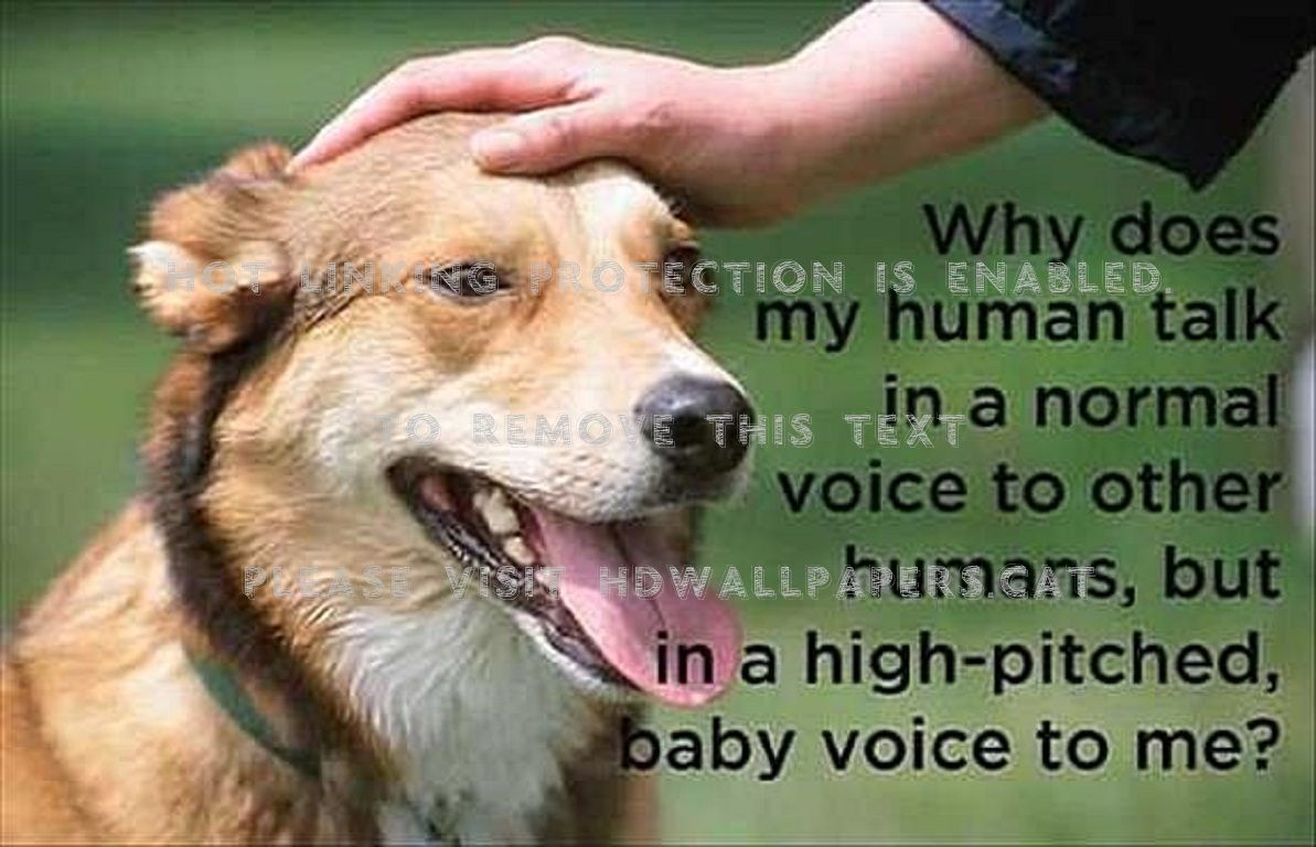 1193x768 dog thoughts funny cute animals