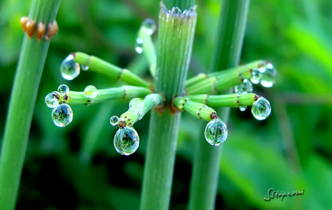 1164x736 Photography Plants Rain Drops Dew Aesthetic Hd Wallpapers | Info