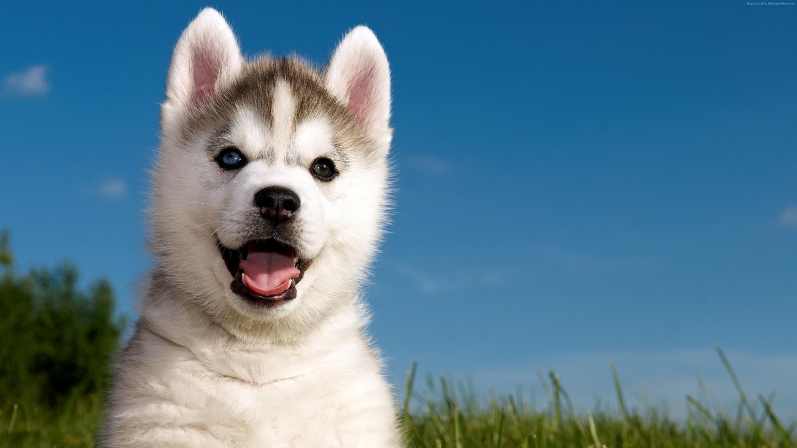 3840x2160 Wallpaper Husky, puppy, funny animals, cute animals, 4k, Animals