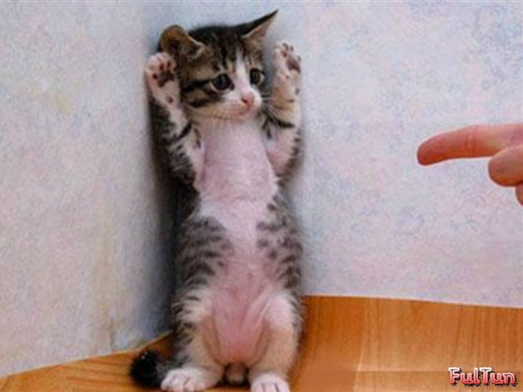 1024x768 Free funny animals wallpapers Gallery