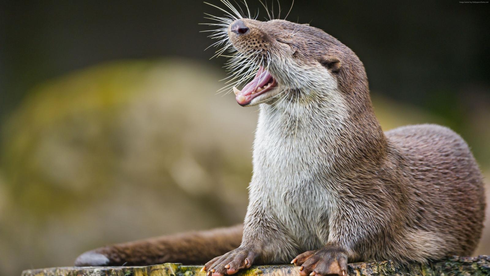3840x2160 Wallpaper otter, cute animals, funny, Animals Wallpaper Download
