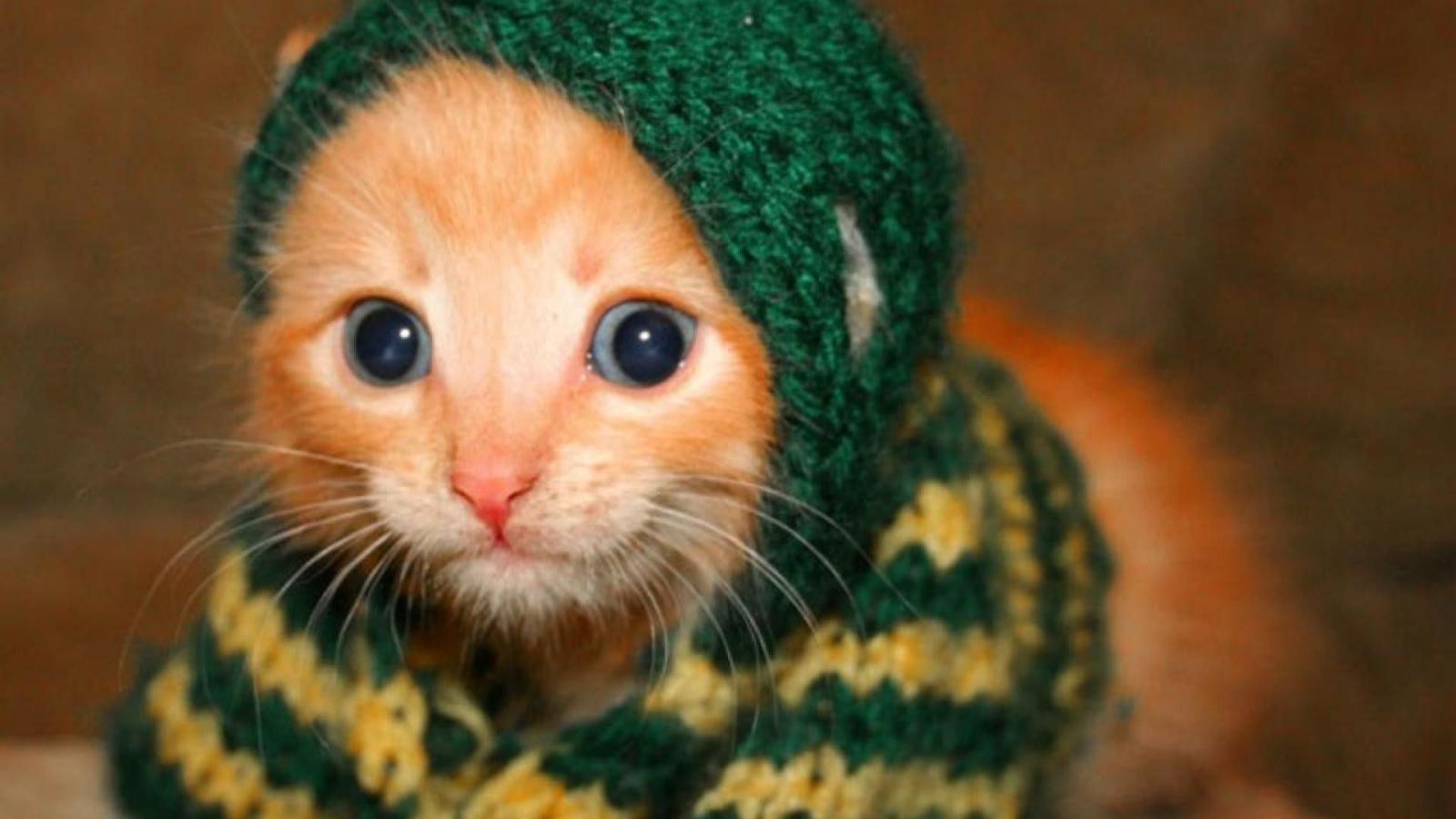 1920x1080 Cute Animal Wallpaper (62+ pictures)