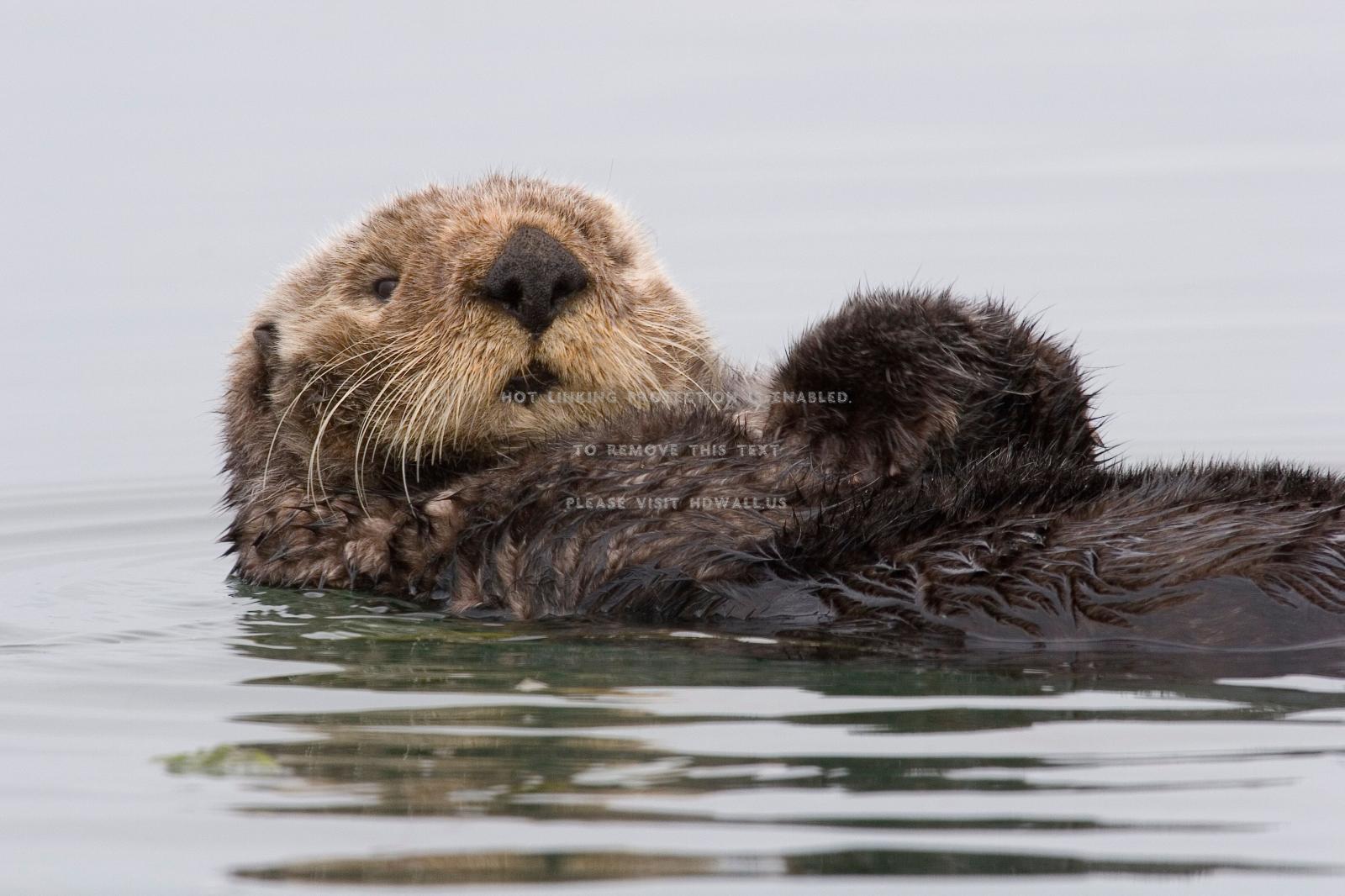 3504x2336 sea otter morro bay funny and cute animals