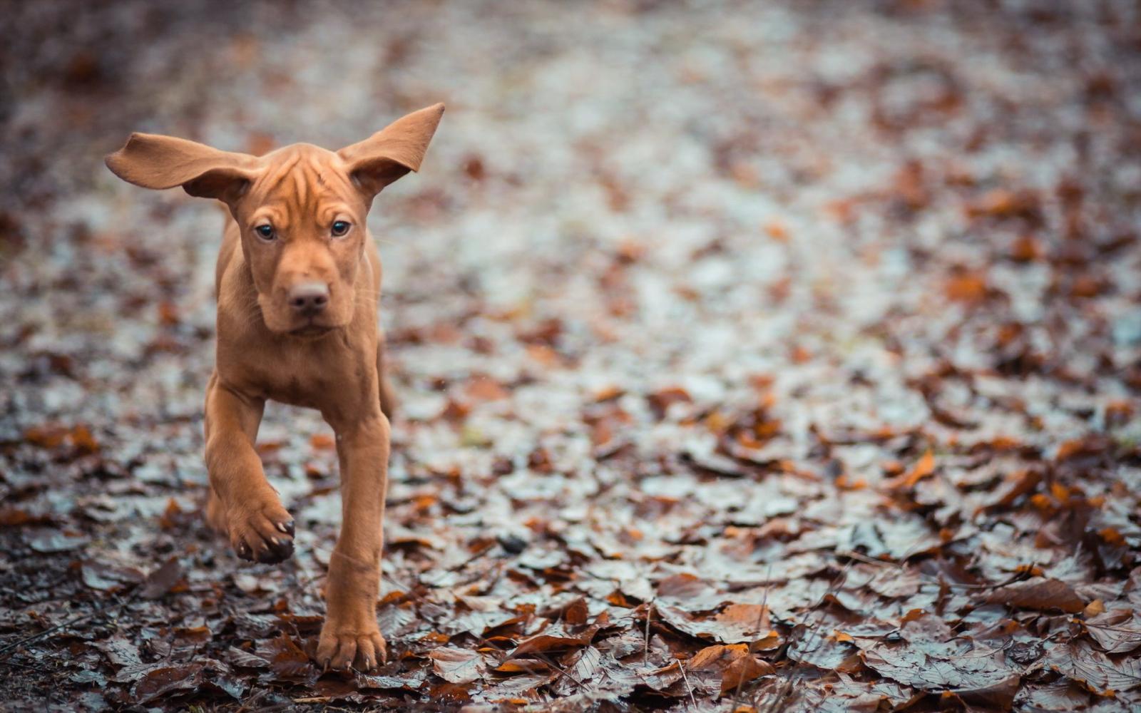 1920x1200 animals, Dogs, Puppy, Canine, Humor, Funny, Cute, Ears, Autumn, Fall