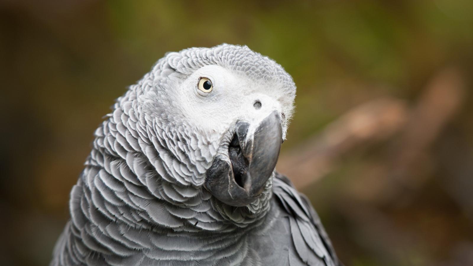 3840x2160 Wallpaper African grey parrot, cute animals, funny, blur, Animals #4504