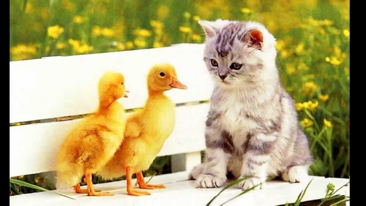 1280x720 ﻿ ღ✿⊱╮ Spring salute with cute animals✿⊱╮ღ