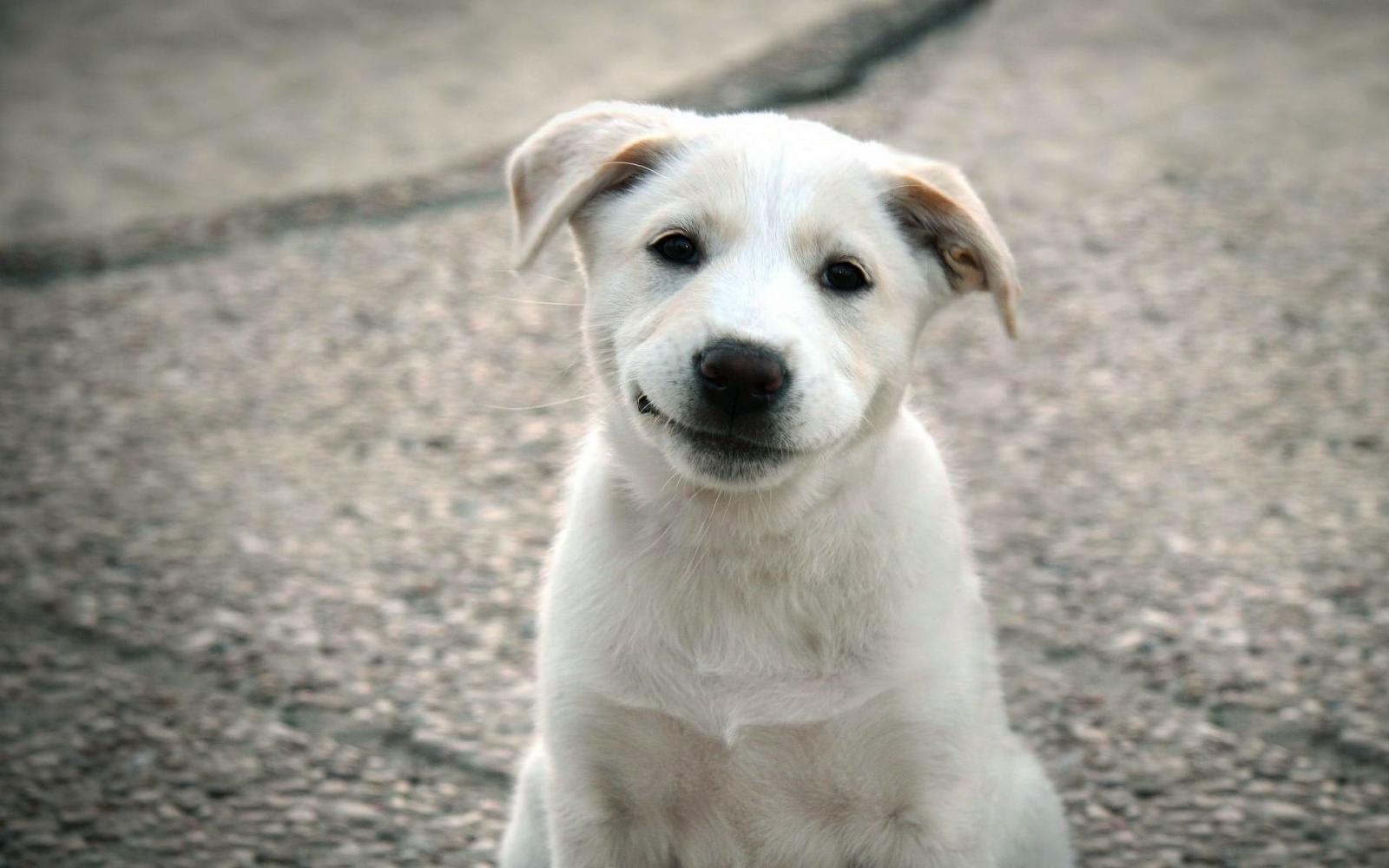 1920x1200 HD Smile! Wallpaper, dogs, animals, puppy, nice, cute,Animals, funny