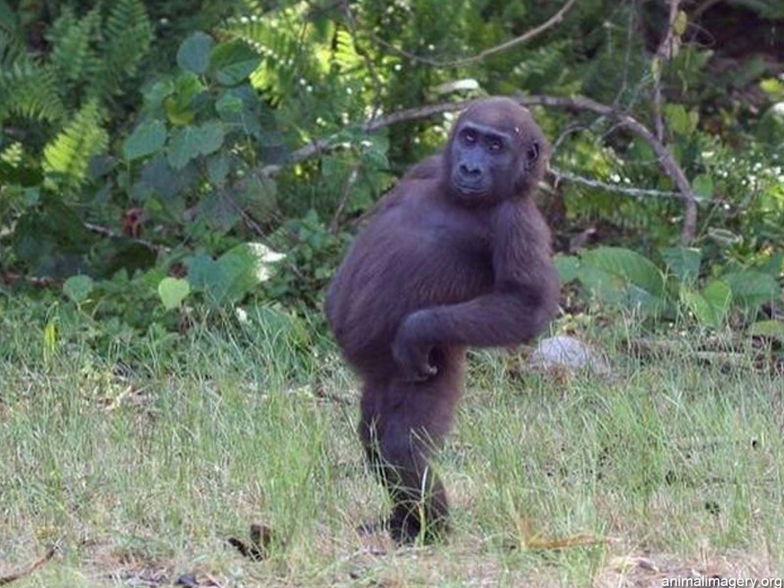 1600x1200 Free download Funny Cute Animal Pictures Pictures with Captions