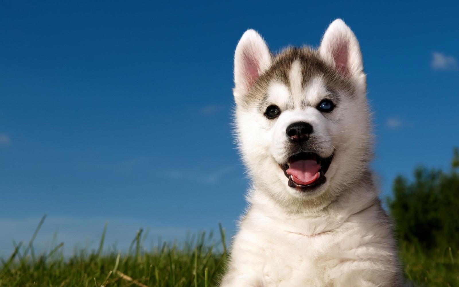 2880x1800 Husky Puppy Funny Cute Animals 5K vf HD Wallpapers