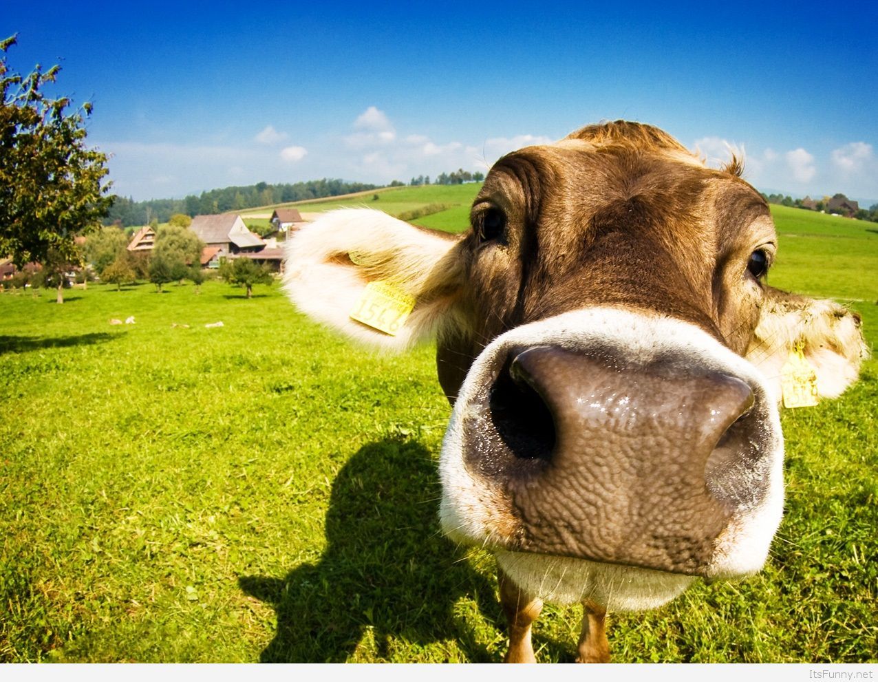 1276x991 Cute and Funny animals wallpapers