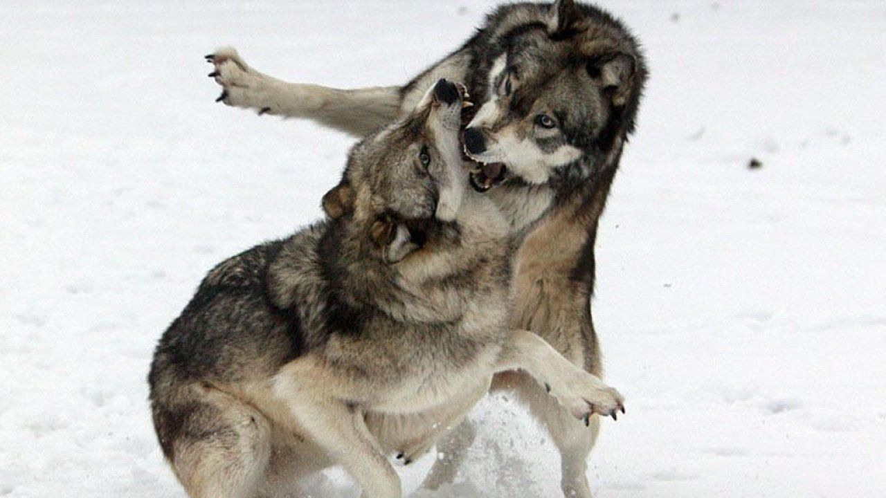 1280x720 Animal Images HD, HD Wallpaper, Download Animal Photos, Cute Animals