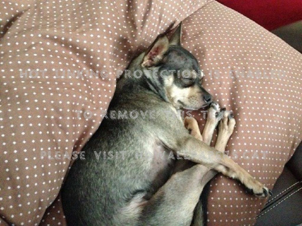 1024x768 relaxing dog funny cute animals